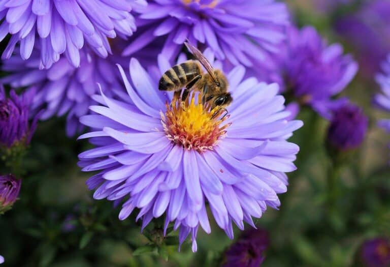 Honeybee sitting on a flower to suck nectar from it to make honey