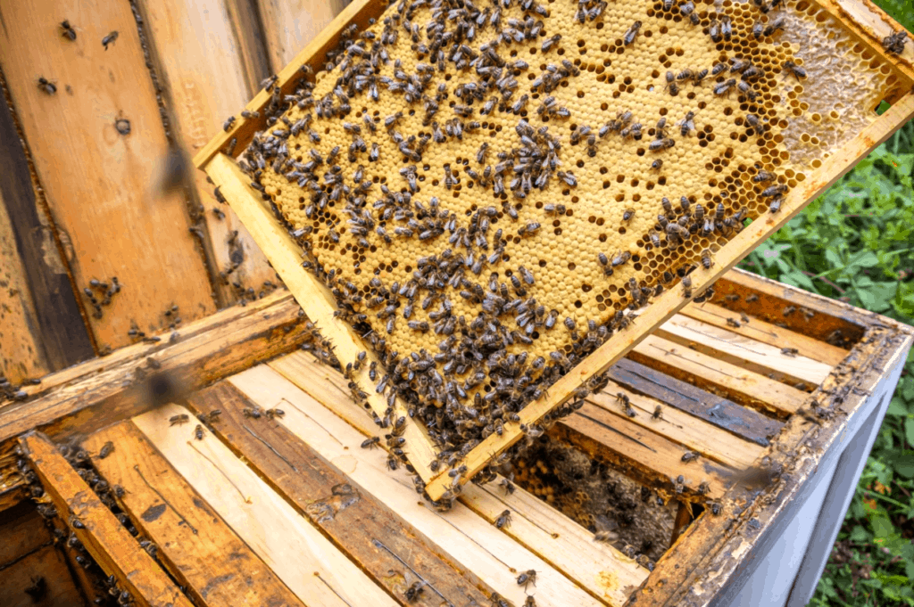 Honey - Artificial wooden honeycombs for Apiculture