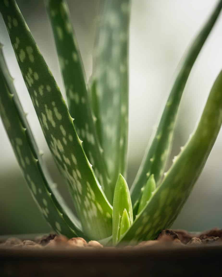 aloe vera benefits